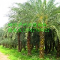 泸州银海枣，银海枣景观树，银海枣习性，银海枣图片