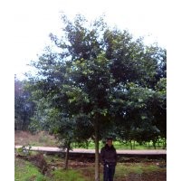 四川小叶榕，小叶榕苗圃，小叶榕种植基地