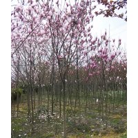 供应精品紫玉兰 12-15cm