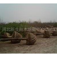 河北献县国槐育苗种植培育销售基地