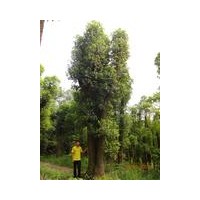 供应多杆香樟树