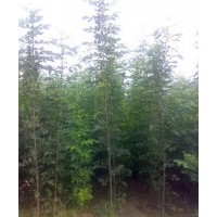 出售一年速生白蜡 草坪