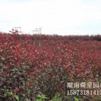 处理一批红叶李2-5公分