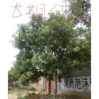 长期供应12-40国槐，枣树，紫叶李