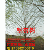 银杏树苗木销售