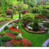 供应垂叶榕，重阳木，盆架子，香樟及各种绿化苗木