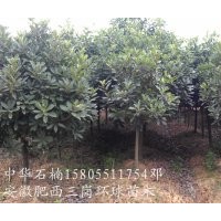 供应中华石楠2-8公分|安徽肥西三岗苗木