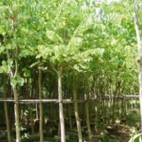 广东苗木羊蹄甲-低价批发羊蹄甲-羊蹄甲价格