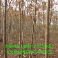 火炬树 河北火炬树基地 火炬树价格