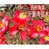 供应木瓜海棠花、银长寿海棠、长寿冠海棠、西府海棠、世界一海棠