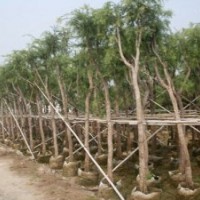 美丽异木棉、小叶揽仁、秋枫、凤凰木、盆架子、火焰木、仁面子