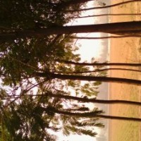 国槐树9公分国槐树