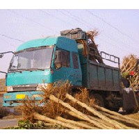 怎样嫁接速生国槐