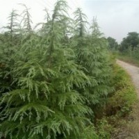 雪松 广玉兰 白玉兰 大叶女贞 马褂木