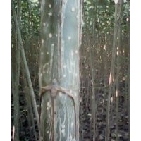 大量低价供应杨树苗107