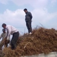 供应各种绿化苗红王子,小檗,连翘