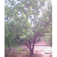 低价16公分以上大杏树