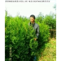 陕西急售营养钵侧柏1.2米到1.8米