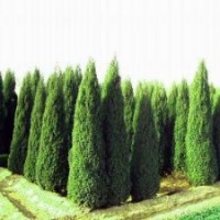 塔桧苗木厂家，优质的塔桧苗木