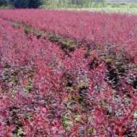 供应江苏红叶小檗基地，红叶小檗图片，红叶小檗价格，红叶小檗绿