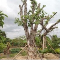 供应榕树