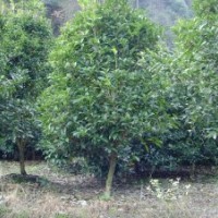 苗木丹桂,鸡槭,红豆杉