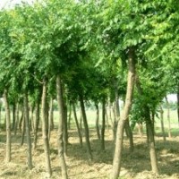 供应各种规格栾树