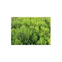 朝鲜黄杨批发，朝鲜黄杨批发，朝鲜黄杨批发