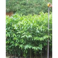 供应土沉香大袋苗，高30-80-100cm，量大优惠。