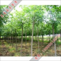 泓远绿化苗木基地白蜡价格