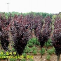 2-12公分红叶李