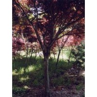 供应南京红枫批发价格,南京红枫种植基地，南京红枫供货商