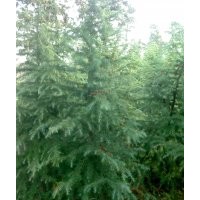 供应南京汤泉雪松价格