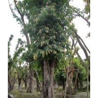 成都精品黄葛树8-20cm