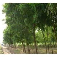 供应刺槐小苗山西刺槐小苗