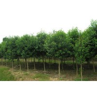 冬青 雪松,广玉兰,红叶石楠