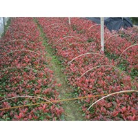 红叶石楠 冬青,水杉,红榉