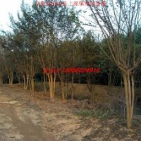 丛生紫薇、丛生大叶女贞、椤木石楠树