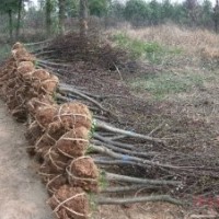 安徽红（紫）叶李、女贞、玉兰、香樟、紫薇、三角枫、乌桕、垂柳