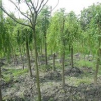 长期供应4-10cm龙爪槐
