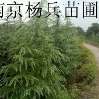 雪松广玉兰白玉兰等价格参考