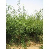 供应榆叶梅