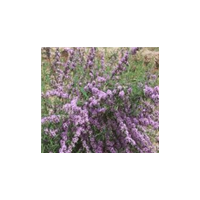 八仙花、紫花醉鱼木、紫珠，糯米条