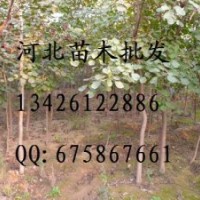 金叶槐 供应国槐 国槐批发 大量低价出售国槐 国槐价格 国槐基地
