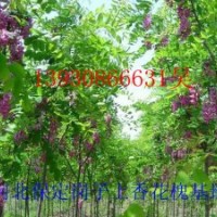 香花槐 嫁接香花槐