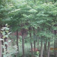 湖北宜昌三峡鑫林苗圃低价供应8公分以上全冠、移植栾树