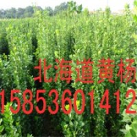 北海道黄杨供应