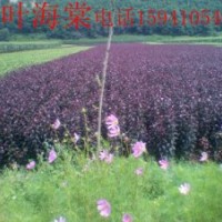 紫叶海棠