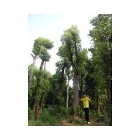 供应移植香樟.多杆香樟.骨架香樟