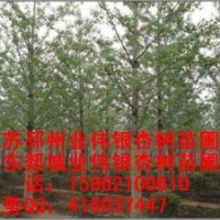 银杏树苗木